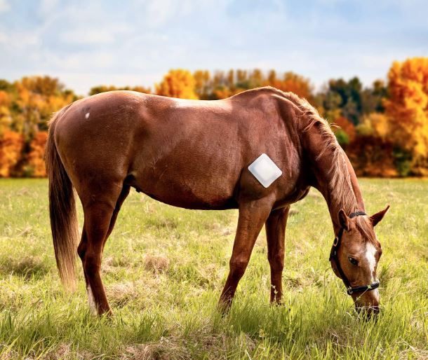 Snögg Animal Polster