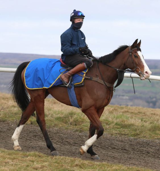 Treningsteppe i ull Galopp/Montè